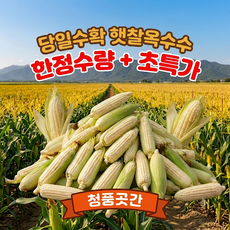 [26년수확] 국내산 미백찰옥수수 특대(14~16cm), 1박스, 10개