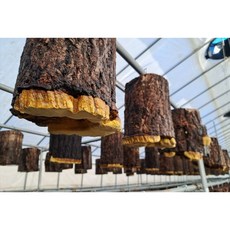 유기농 무농약 친환경 불로 상황버섯 절편 / 합천불로상황농장, 100g