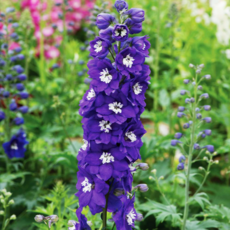 델피늄 엑스칼리버 '다크블루' [3포트] (복남이네야생화 Delphinium Excalibur Dark Blue White Bee), 1개