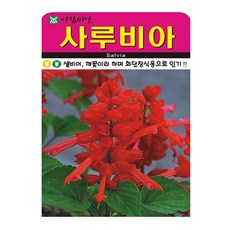 사루비아 꽃 씨앗 (합 300립) 꽃씨 종자