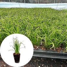 새마을총각 부추모종 정구지 부채 난총, 2개