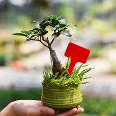 식물 T자형 원예 이름표 레드 화분이름표 나무이름표 꽃이름표 텃밭이름표 식물네임텍 식물이름표 화분라벨 식물라벨 텃밭네임텍 식물팻말+노드커머스Shop, 빠른배송