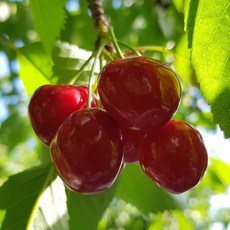 [다다팜] 고당도 항공 체리 선물용 빙체리 칠레, 1박스, 고급형 500g