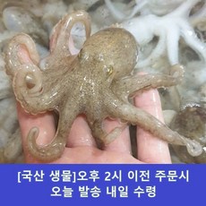 [국산 급냉] 올해 봄에 조업한 주꾸미 쭈꾸미, 1개, 1kg x 1