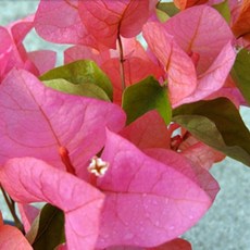 부겐베리아 식물 꽃 화분 주황(오렌지) 15cm 중품화분