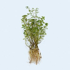 마이플랜트 단정화 세척 모종 소형 수경재배식물, 1개