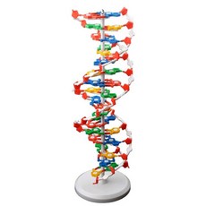 DNA 분자 모형 이중 나선 구조 모델 생물학 교육 유전자 과학교구 학습용 염색체, DNA 모델 조립재 (약 31cm 높이)