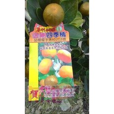 花花世界玫瑰園 金剛四季橘 尺2盆高60-90公分 觀賞期長, 1個