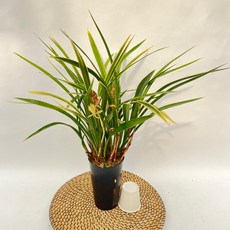 황룡관 고급동양란 승진 개업 취임 난초 제이팜, 1개