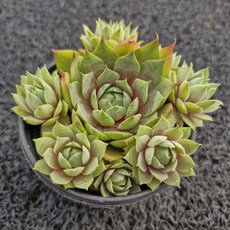 봄의정원 유토피아 바위솔- C, 1개