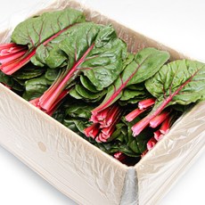 국내산 특품 적근대 반박스 1kg 쌈채소 쌈야채 모듬쌈 가락시장 당일새벽경매, 적근대 반박스(약 1kg 내외), 1개