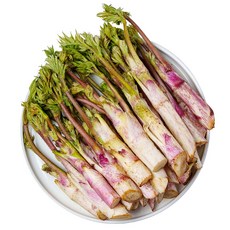 전라도청년 프레시 신선한 국내산 땅두릅, 1kg, 1박스