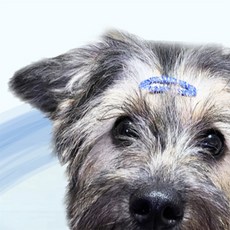 행복택배 강아지 머리핀 강아지머리핀초소형, 파랑