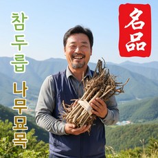 더맛곳간 참두릅 나무 묘목 모종 종근 가시 두릅나무, 10개