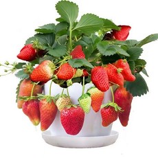 青禾園藝 紅冠草莓 盆栽草莓, 1個, CM-30紅冠草莓 1入約100粒種子