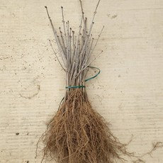 미스김라일락 삽목묘목 10주, 미스김라일락묘목, 1세트