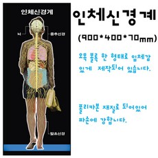 90cm 인체 신경계 모형 뇌 척수 중추신경 말초신경망 학습 자율신경계 척추 해부 정맥 교재