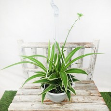 에덴플랜트 오션 걸이화분 지름 약17cm포트 무늬접란 조란 접난 거실화초 현관식물 공기정화 수경재배 반음지, 1개