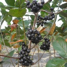 아로니아묘목 블랙쵸크베리, 1개, 결실화분묘1주