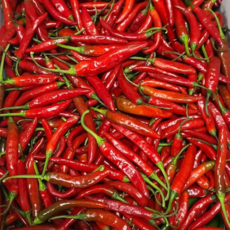 국내산 밀양 햇청양고추 붉은 땡초 홍고추 홍청양, 1세트, 1kg