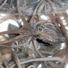 전라도청년 100%생존 고흥 황토 산낙지, 3개, 활낙지 중 1마리(120g)