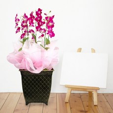 덴파레MTFF002, 서울특별시／광역시／경기도, 베이직, 필요없음