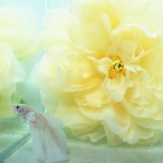 미미네아쿠아 베타 실크 플라워 베드 꽃침대 샴페인색, 1개