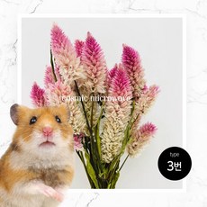 코스믹 마이크로웨이브 햄스터 꽃베딩-TYPE.3 개맨드라미, 1개, 15g