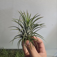 틸란드시아 이오난사 (대) 공기정화식물 미세먼지제거 먼지먹는식물, 1개