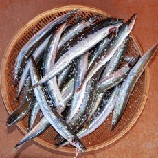 [수산전문셀렉션] 고소함이 오래 남는 국내산 양미리 식탁 만족, 1세트, 생물 양미리 1KG