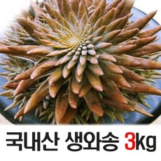 홍이네 와송 면역력에 좋은 생와송 3kg, 1개