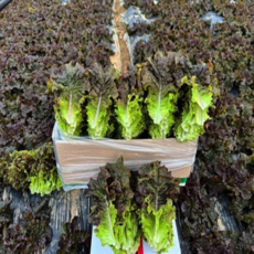 [소소한농장] 산지직송 당일수확 신선채소 적상추, 1박스, 1kg