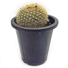 미미네아쿠아 반려식물 다육식물 선인장 - 설황 1포트