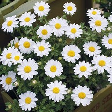 마가렛 씨앗 소포장 대포장 선택구매 키작고 오래가는꽃, 1개, 소포장 30립