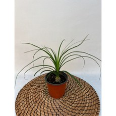 독구리난 덕구리난 도쿠리난 소품 키우기쉬운식물 공룡꽃식물원, 1개, .