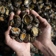 국내산 자연산 생물 냉동 배말 삿갓조개 거북손 500g, 1개, 1kg