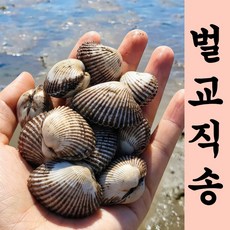 [새벽작업 당일발송] 재구매1위 벌교직송 새꼬막, 1세트, 3kg