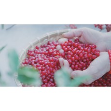 토종보리수 열매(냉동), 1개, 5kg