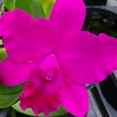 (팜 이연숙TV난원) 카틀레야 은하수 향이 진하고 꽃이 오래갑니다 (현재꽃있음), 1개