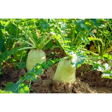 [산지직송_청정 제주도] 국내서 가장 맛있는 제주도 월동무 2kg~10kg내외, 제주도 월동무 10kg 내외, 1개, 10kg 내외