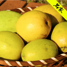 [향기폭발] 재구매율1위한 농가직송 특품선별 100%국내청도산 햇 모과, 1박스, 5kg(소과)