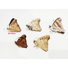 南美Doxocopa屬蝴蝶標本A1套組，未展翅乾貨，昆蟲收藏與自然科學研究首選