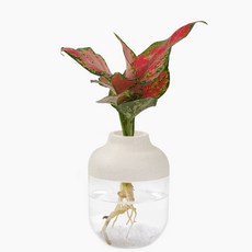 메이크정글 수경재배 식물 어항 겸용 화분 아쿠아캡슐 DIY 세트, 엔젤, 베이지