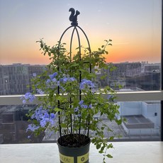 유럽식 식물지지대 장미아치 정원 원예 넝쿨 화분 지지대 145cm 블랙 다람쥐꽃봉오리+새꽃봉오리, 1세트