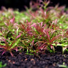 [수초대장] 고이야스드워프 로탈라레드 (6촉) 전경수초