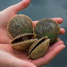 통영 산지직송 세척 흑백 가리비 25미 내외, 1개, 흑백가리비(25미 내외) 4kg