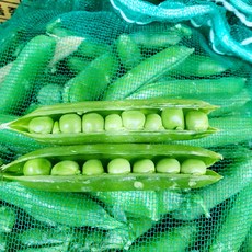 국내산 껍질완두콩 4kg(내외) 2kg, 껍질완두콩2kg, 1박스