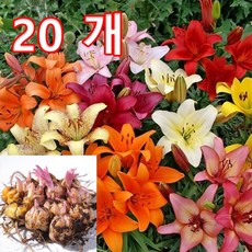 정원 백합 10종 구근20구, 20개
