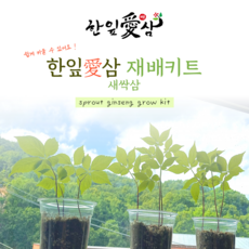 한잎애삼 새싹인삼 재배키트(1세트 4뿌리), 1개