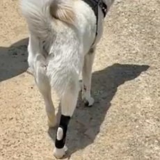 강아지 슬개골 탈구 보호대 대형 강아지보조기
